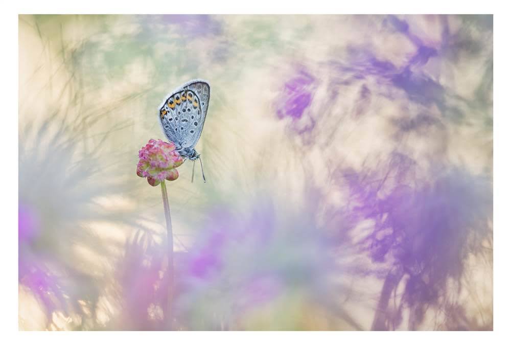 Canvas Art in Tan/White/Purple W254