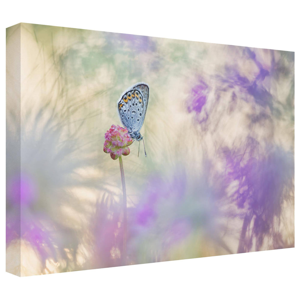 Canvas Art in Tan/White/Purple W254